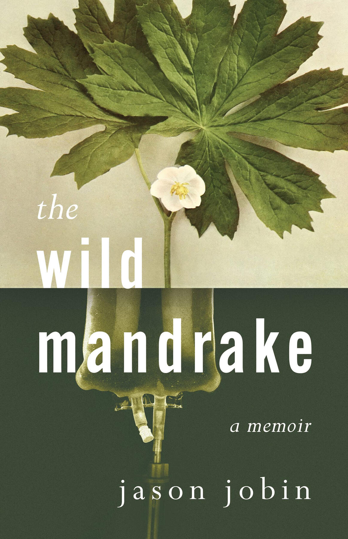 The Wild Mandrake by Jason Jobin